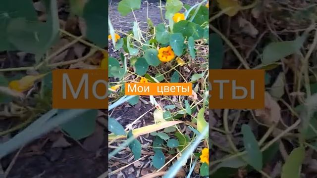 Цветы поздней осени смотреть онлайн