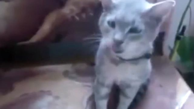 киса чихнуло смотреть онлайн