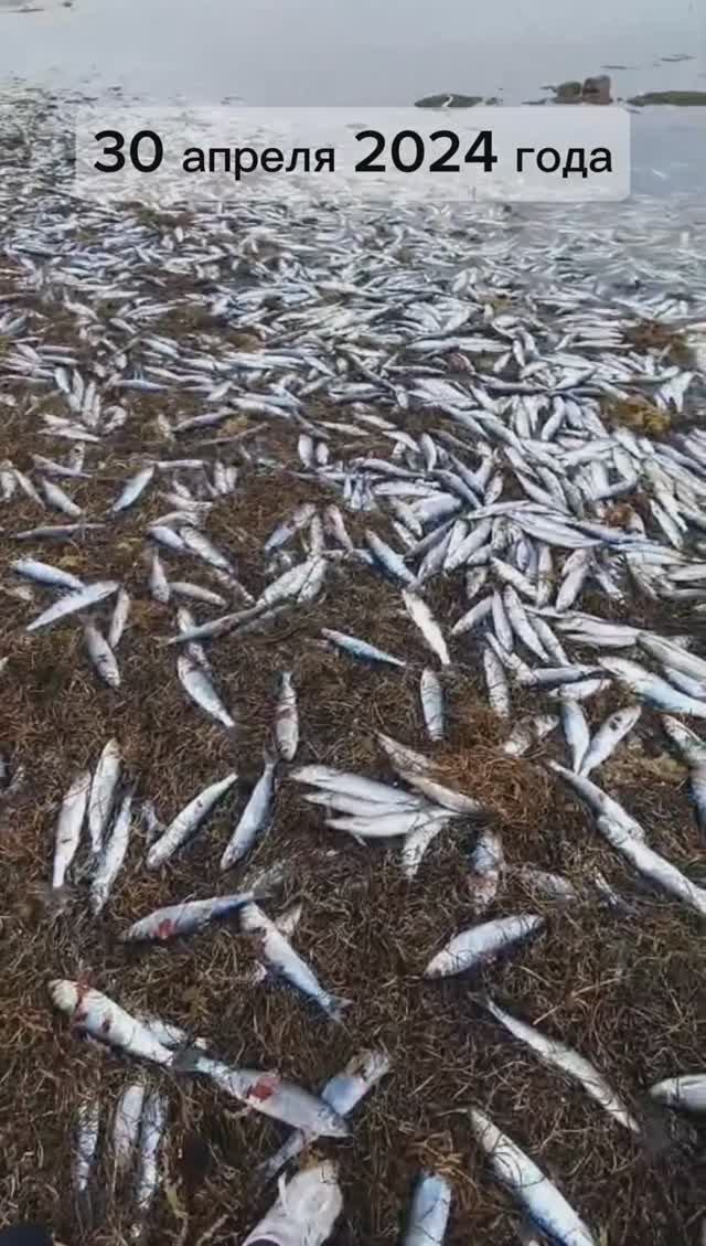 Нерест селёдки #нерест селёдки #рыбалка #отдых на море #сахалин #взморье #сельдь смотреть онлайн