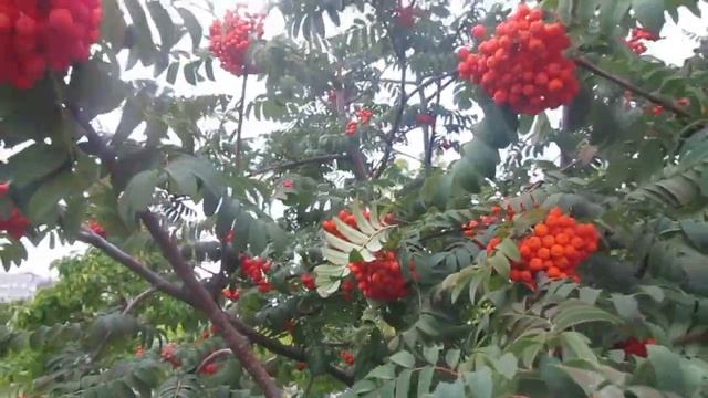 Достопримечательности ВОРОНЕЖА , под СКА,РОМАНТИКУ и ШАНСОН/Город в котором родился ГЕРОЙ РОССИИ!! смотреть онлайн