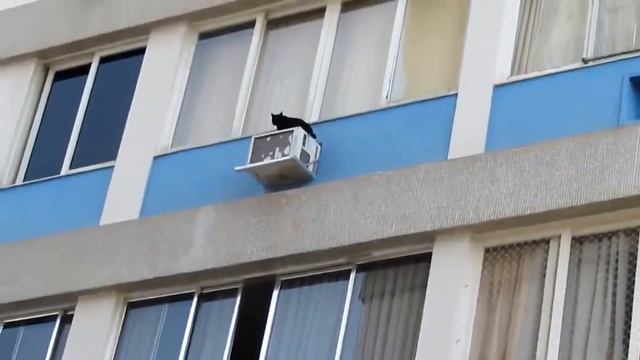 Кот выпал из окна смотреть онлайн