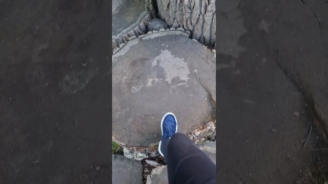 200 летние Тополя. смотреть онлайн