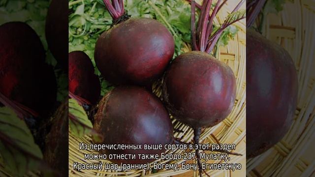 Лучшие сорта свеклы смотреть онлайн