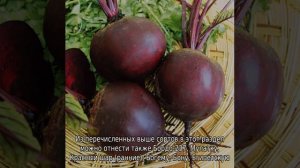 Лучшие сорта свеклы