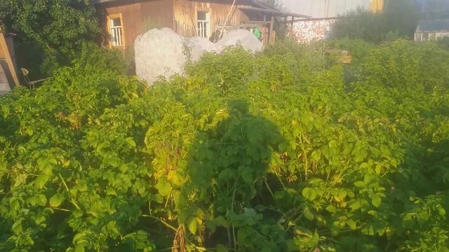 дача 82 смотреть онлайн