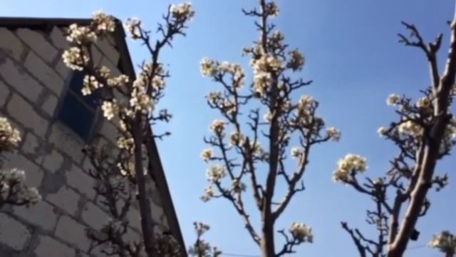 За 10 лет в пчеловодстве такое поведение пчел впервые! смотреть онлайн