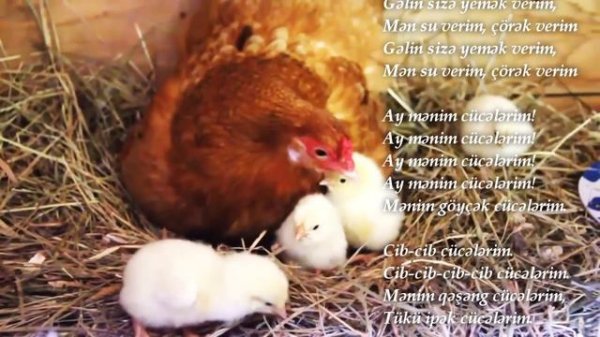 Cucelerim mahnisi 🐤 cib cib cucelerim