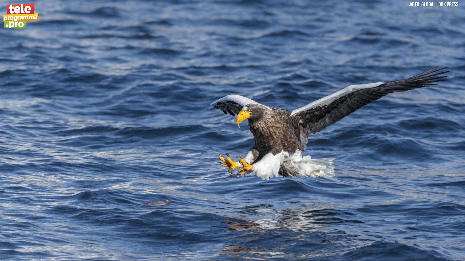 Тяжелый белоплечий орлан смотреть онлайн