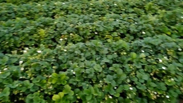 Вайбронд во всей своей красе. смотреть онлайн