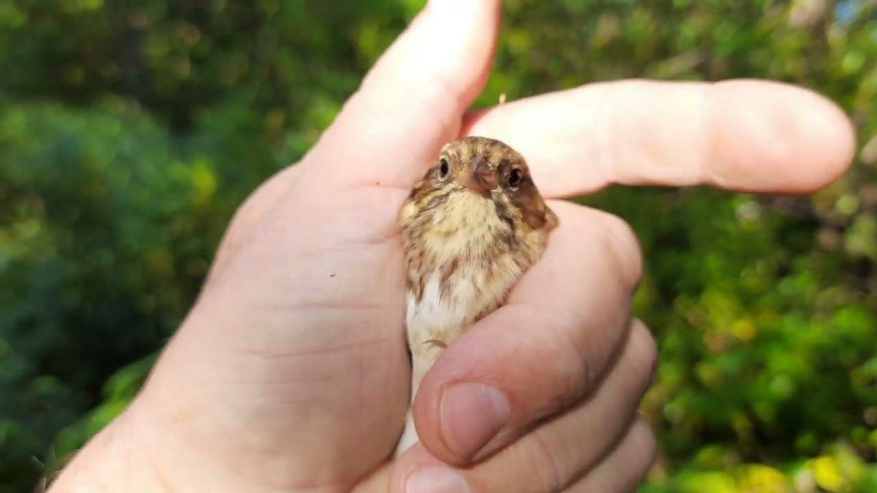 Ловля певчих птиц 18 августа 2022 год. смотреть онлайн