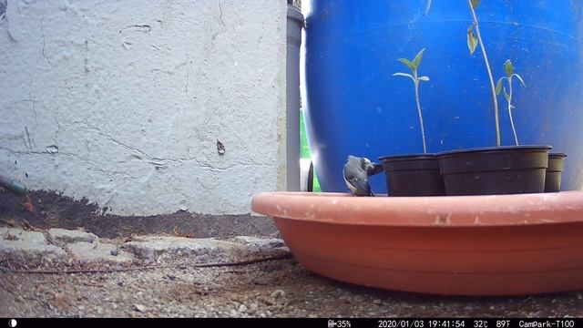 Blue tit kids ? leave the nest box ? смотреть онлайн