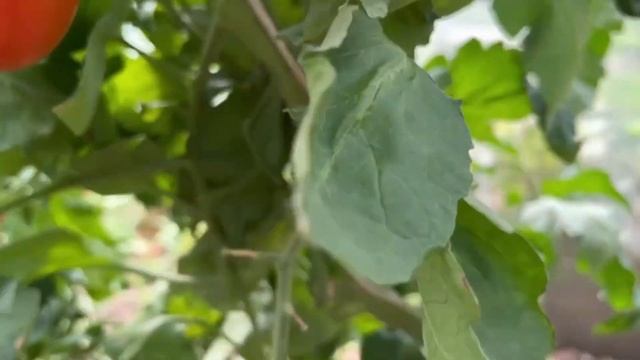 СРОЧНО дайте ЭТО Томатам. Последняя важная подкормка. Чтобы томаты завалили урожаем с ног до головы смотреть онлайн