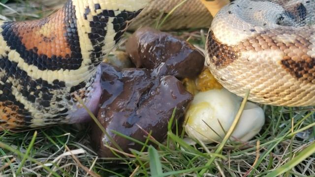 5FT SNAKE TAKES GIANT POOP OUTSIDE | WARNING GROSS | CLOSE UP | HOW SNAKES POOP