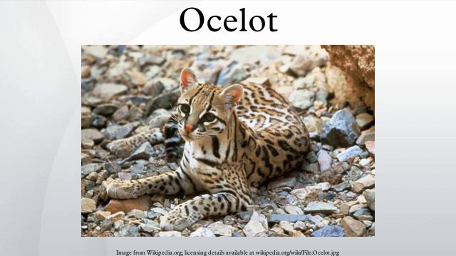 Ocelot