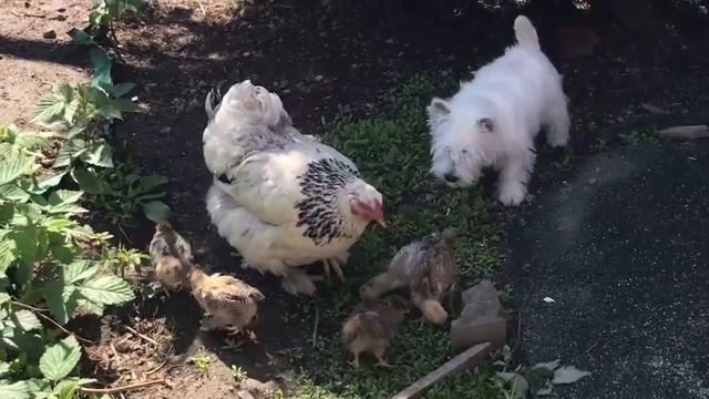 Гучи, куры, алабай. смотреть онлайн