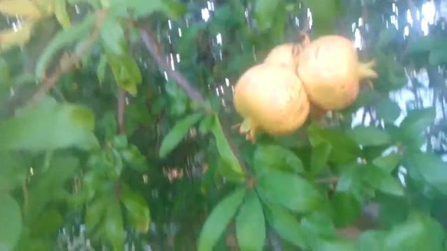 Греция!!! Как растут гранаты!! Гранатовое дерево!!! смотреть онлайн