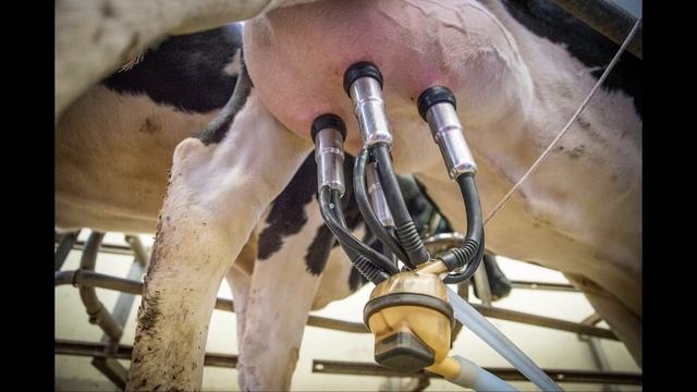 Фермерское молоко нельзя пить смотреть онлайн