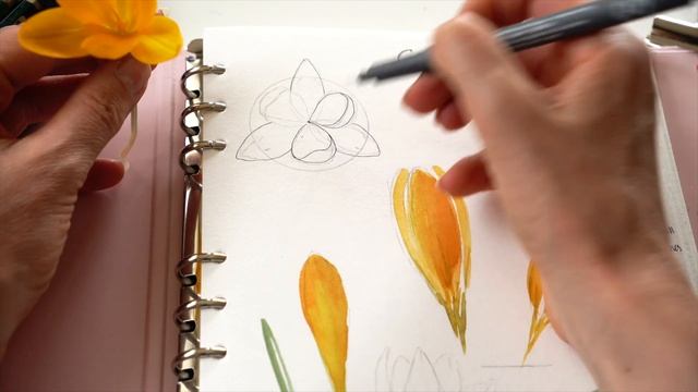 Sketchbook Study Page | Yellow Crocus смотреть онлайн