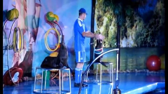 Ночное шоу в дельфинарии "Nemo" г. Феодосия 2013 смотреть онлайн