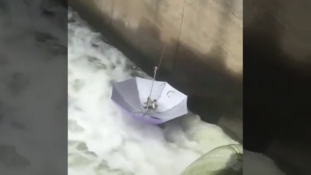 Ловля рыбы зонтиком смотреть онлайн