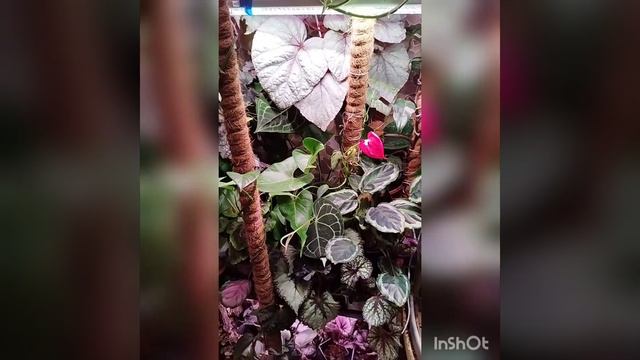 бегония VgM Puffy Skirt Pink Princess смотреть онлайн