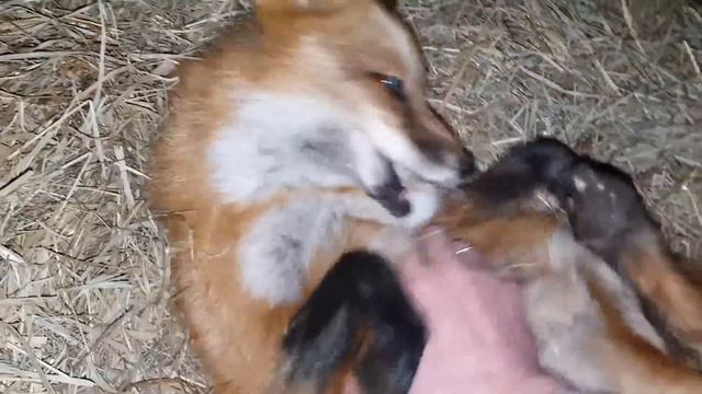 ЛИ СЯО. Алиса - Лиса. Лиса на сене. Макс делает вид, что он просто стоит. Забавные моменты. смотреть онлайн