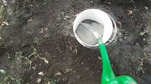 Осенняя подкормка взрослой  яблони.Яблоня антоновка
