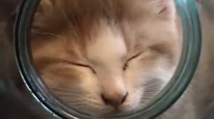 киски кошки котята