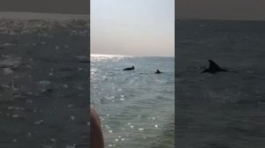 Азовское море....дельфины приплыли рожать на мелководье- дельфинята выпрыгивают.