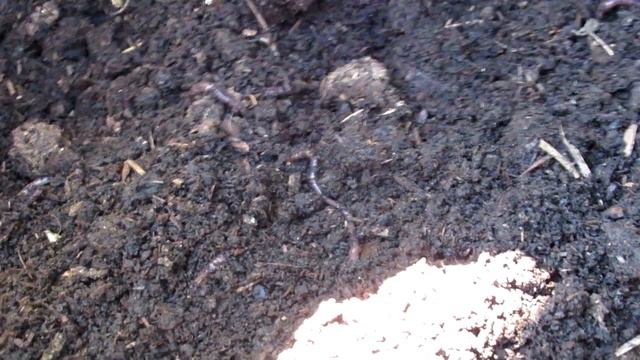 ИДЕЯ для БИЗНЕСА!! Подкормка для подкормки смотреть онлайн