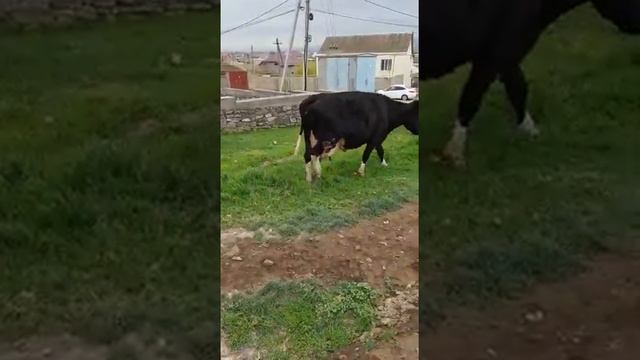 На продажу Коровы Герефорд и Чернопестрая по 90т.р смотреть онлайн