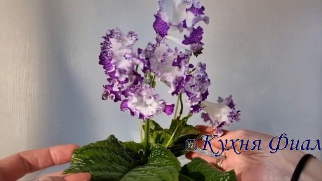 DS-2403 "КУХНЯ ФИАЛКИ " смотреть онлайн