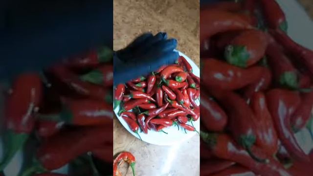 Зимние рецепты с болгарским перцем