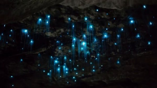 Waitomo Glowworm Caves, New Zealand - Пещеры Светлячков в Новой Зеландии