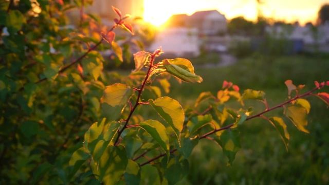 Sony Alpha 6300 Cinematic Video Test смотреть онлайн