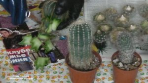 КАК  ОМОЛОДИТЬ КАКТУС  . КАКТУС НЕПРИЛИЧНЫЙ  НА ВИД  ЧАСТЬ 1