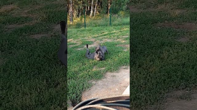 Кане Корсо 6 месяцев и Французский бульдог. смотреть онлайн