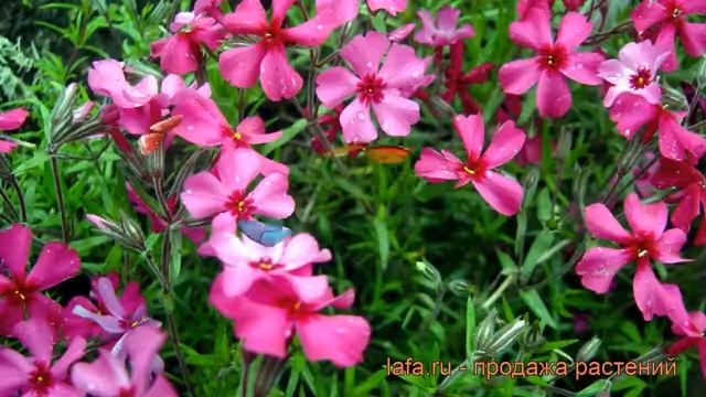 Флокс шиловидный Темискаминг (phlox subulata) ? обзор: как сажать, рассада флокса Темискаминг смотреть онлайн