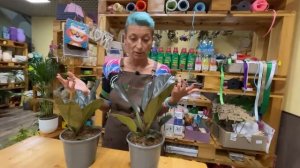 Филодендрон Империал Ред - необычная лиана | Мощный красавец для комнатного озеленения