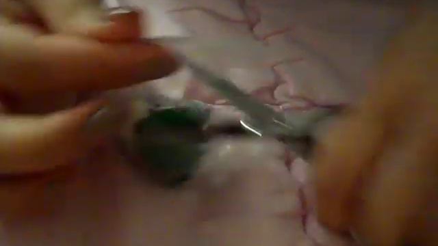 Tokidoki CACTUS PUPS blind box opening смотреть онлайн