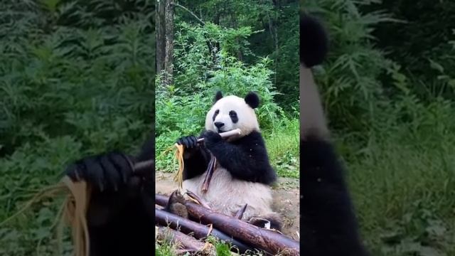 Панда очень аппетитно есть бамбук, #Shorts смотреть онлайн