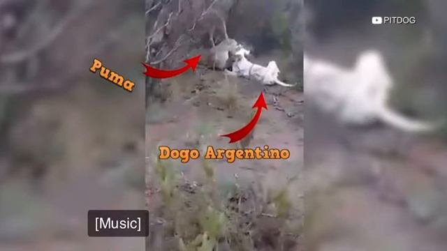 Mountain lion vs Dogo Argentino смотреть онлайн