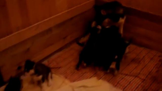 мама учит выть песню.MPG