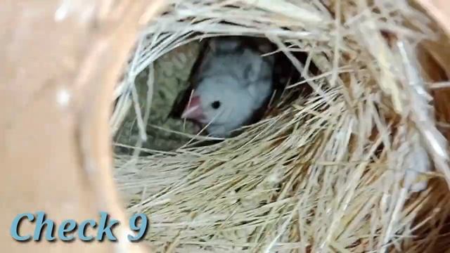 My Java Breeding Result in December | Java Chicks Day By Day Progress | How To Get Breed From Birds смотреть онлайн