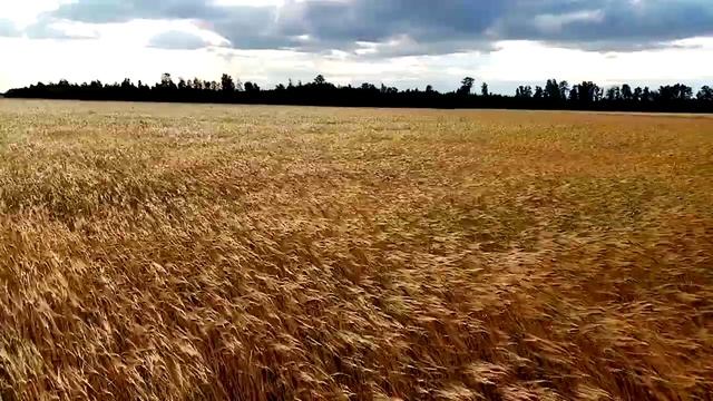 Твёрдая пшеница смотреть онлайн