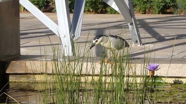 Обыкновенная кваква охотится смотреть онлайн