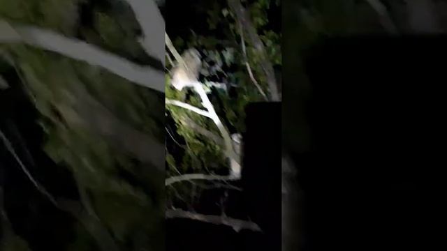 Ночные птицы (Совы) смотреть онлайн