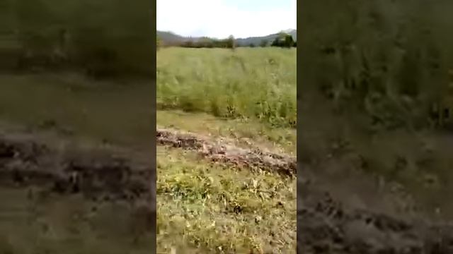 3 июля 2021 г. Сенокос. Пресс подборщик Star Mr. 1000 DX . Семилетний тракторист смотреть онлайн