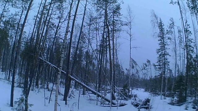 Глухариный ток найден.