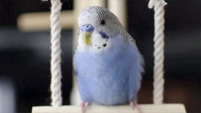Волнистый попугай - Все о породе | Попугай породы - Волнистый | dashonok смотреть онлайн